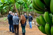 Bananicultores fazem ‘dia de campo’ em Siderópolis