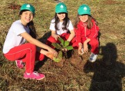 Fundai distribuirá árvores nativas na Praça da Matriz
