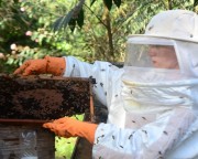 Santa Catarina investe no desenvolvimento da apicultura