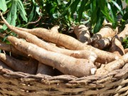 Epagri disponibiliza variedades de mandioca com produtividade acima da m&eacute;dia