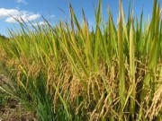 Epagri de Santa Catarina lança novo cultivar de arroz nesta sexta-feira
