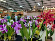 Segunda edição da Exposição de Orquídeas colore Urussanga 