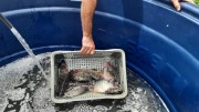 Feirantes do Peixe Vivo de Içara (SC) tem expectativas de vender mais de 5 toneladas