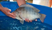Última edição da Feira do Peixe Vivo de Içara (SC) ocorre nesta quinta-feira
