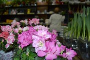 Bistek oferece mais de 300 tipos de flores e plantas