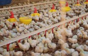 Santa Catarina amplia em 34% as exportações de carne de frango em fevereiro