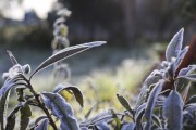 Dia mais frio do ano tem temperatura abaixo de zero em 69 munic&iacute;pios