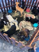 Seis amiguinhos de quatro patas foram adotados durante o Sábado Animal