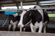 Governo do Estado investe R$ 1 milhão em ação para apoiar produtores de leite
