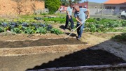 Projeto de horta comunitária é retomado com mutirão em Araranguá