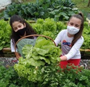 Alunos do Tranquilo Pissetti fazem primeira colheita de hortaliças