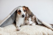Com o frio chegando veterinário alerta para o cuidado com os pets