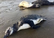 Pinguins são encontrados mortos na orla de Balneário Rincão