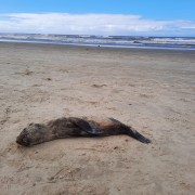 Governo Municipal ainda não retirou da beira-mar leão-marinho morto