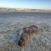 Leão marinho aparece morto na beira-mar de Balneário Rincão