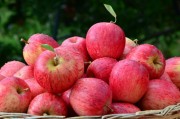 Santa Catarina dá início à colheita da maçã no estado