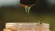 Produtor do melhor mel do mundo SC prevê safra acima da média em 2020