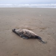 Leão-marinho e pinguins são encontrados na beira-mar de Balneário Rincão