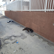 Cães abandonados invadem a praia e ruas de Balneário Rincão