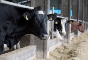 Governo do Estado investe R$ 10 milhões para apoiar bovinocultores de SC