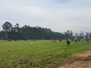 Plantação de aveia e azevém deu acréscimo de até 25% na produção de leite em Içara