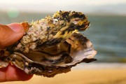 Secretaria da Agricultura libera retirada e comercialização de ostras no litoral de SC