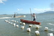 Secretaria da Agricultura atualiza situação dos cultivos de moluscos em Santa Catarina