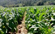 Secretaria da Fazenda adequa uso de Nota Fiscal de Produtor Rural ao setor do fumo