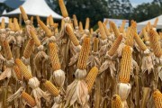 Santa Catarina inicia distribuição de sementes de milho do Programa Terra Boa