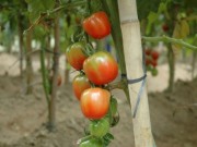 Sistema da Epagri para produção de tomates ganha Prêmio de Ecologia