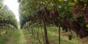 Produção de uva no Bairro Santa Cruz fica acima do esperado