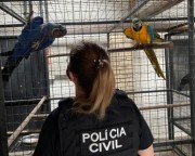 PC deflagra a Operação “Bioma” em combate ao tráfico de animais silvestres em SC