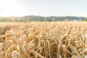 Produ&ccedil;&atilde;o de trigo em SC: estimativa de aumento de 40,8% na safra 2024/2025