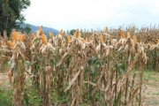 Governo inicia distribuição de 200 mil sacas de sementes de milho do Programa Terra Boa