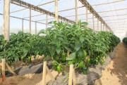 Inovação tecnológica incentiva à produção de pimentão colorido em Içara