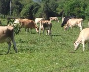 Dia de campo evidencia a produção de bovinos a base de pasto