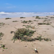 JI News registra sujeira na beira-mar de Balneário Rincão