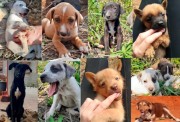 Içara promove Sábado Animal com 50 cães e gatos para adoção
