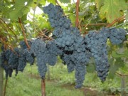 Safra de uva está com frutos de boa qualidade e colheita antecipada em SC