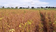 Santa Catarina reduz em 10% a expectativa de safra de milho devido à estiagem