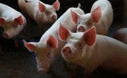 Exportações de carne suína batem recorde histórico para o semestre em SC