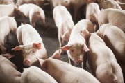 Santa Catarina exporta 68 mil toneladas de carne su&iacute;na em outubro