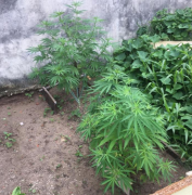PM de Araranguá prende homem que cultivava plantas de maconha 