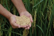Safra de arroz cresce quase 15% em Santa Catarina