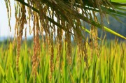 Arroz irrigado registra safra histórica no Sul de SC