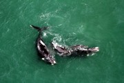 Baleias-franca já marcam presença no Litoral de Santa Catarina