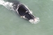 Monitoramento das baleias francas em Imbituba