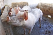 SC reduz ICMS para produtores de suínos, erva-mate e alho