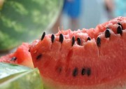Colheita da melancia inicia com frutas mais doces