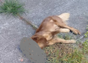 Cães são envenenados no bairro Raichaski